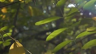 On the Mountain Top Walkthrough Without Voice 1