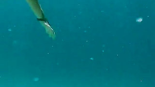 Snorkel Slut in Paradise - Underwater Flash & Naughty Tease