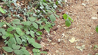 Walk in the Woods Who I Meet Today