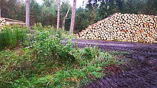 Red Tits on Timberplace